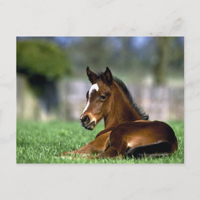 Reitpferd | Irland Postkarte (Vorderseite)