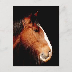 Reitpferd Postkarte