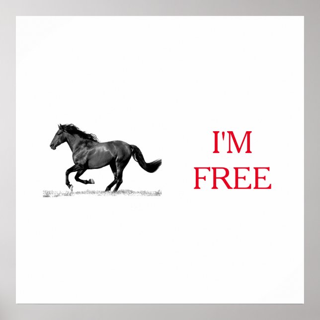 Reitpferd Schwarz-weiß bin ich frei Poster (Vorne)