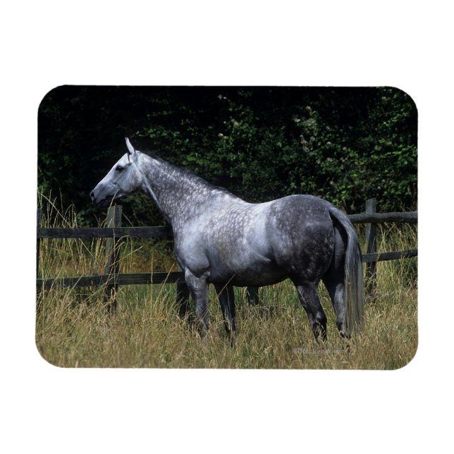Reitpferd Stehend von Zaun Magnet (Horizontal)