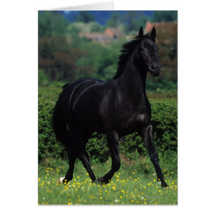 Reitpferde im Feld der Blume