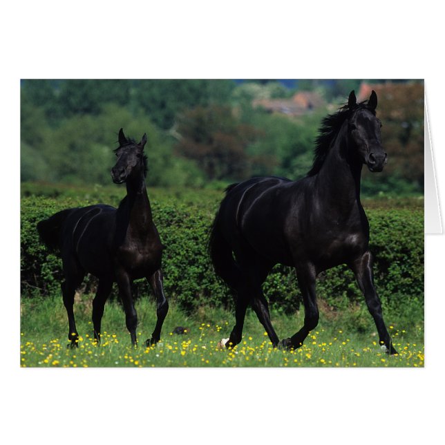 Reitpferde im Feld der Blume (Vorderseite (Horizontal))