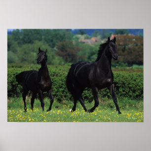 Reitpferde im Feld der Blume Poster