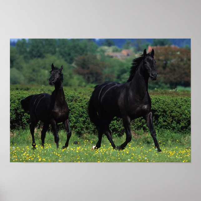 Reitpferde im Feld der Blume Poster (Vorne)