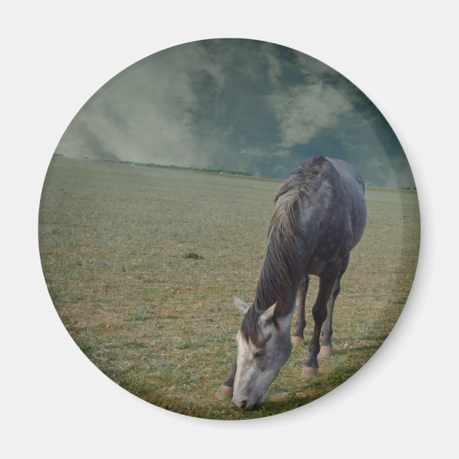 Reitpferde in Paddock Magnet (Vorne)