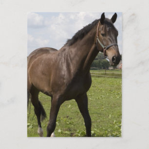 Reitpferde Postkarte