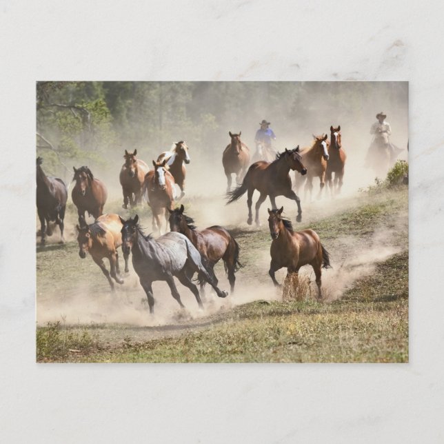 Reitpferde während der Roundup, Montana Postkarte (Vorderseite)