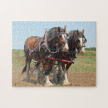 Reitsport Clydesdale Foto