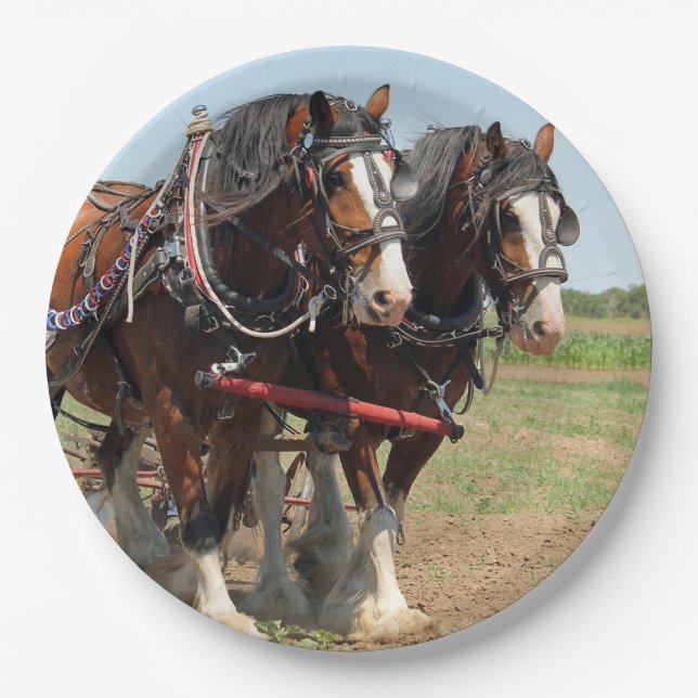 Reitsport Clydesdale Foto Pappteller (Vorderseite)