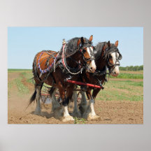 Reitsport Clydesdale Foto
