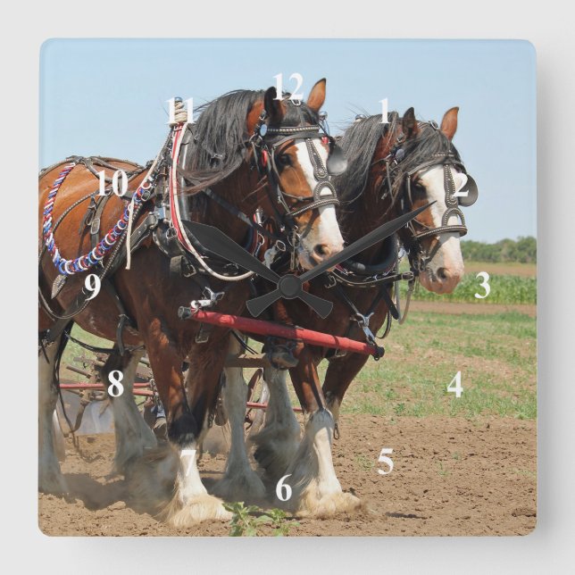 Reitsport Clydesdale Foto Quadratische Wanduhr (Vorderseite)