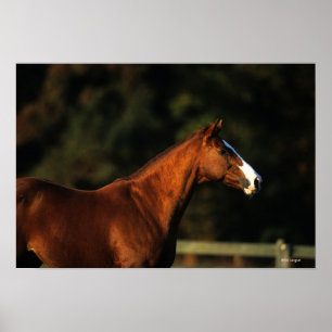 Reittier-Headshot Poster