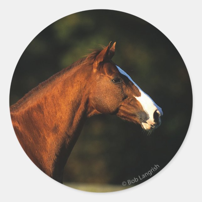 Reittier-Headshot Runder Aufkleber (Vorderseite)
