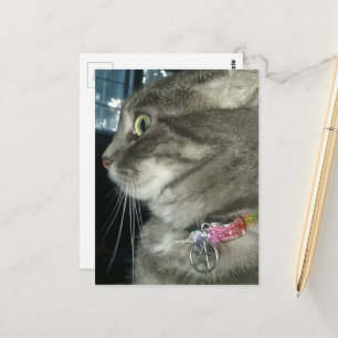 reizend graue getigerte Katze trägt ein Pentagramm Postkarte