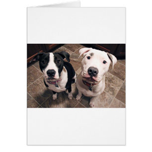 reizend Pitbull-Welpen Hunde