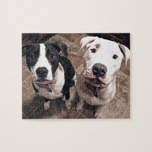 reizend Pitbull-Welpen Hunde
