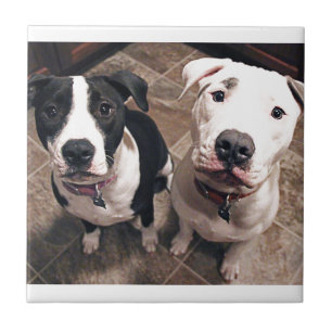 reizend Pitbull-Welpen Hunde Fliese