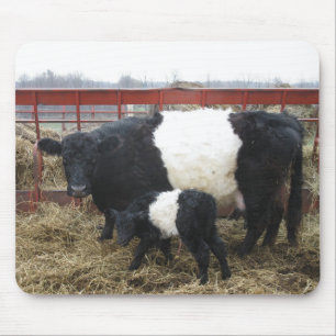 Reizende Beltie Kuh und Kalb Mousepad