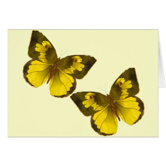 Reizende goldene Schmetterlinge