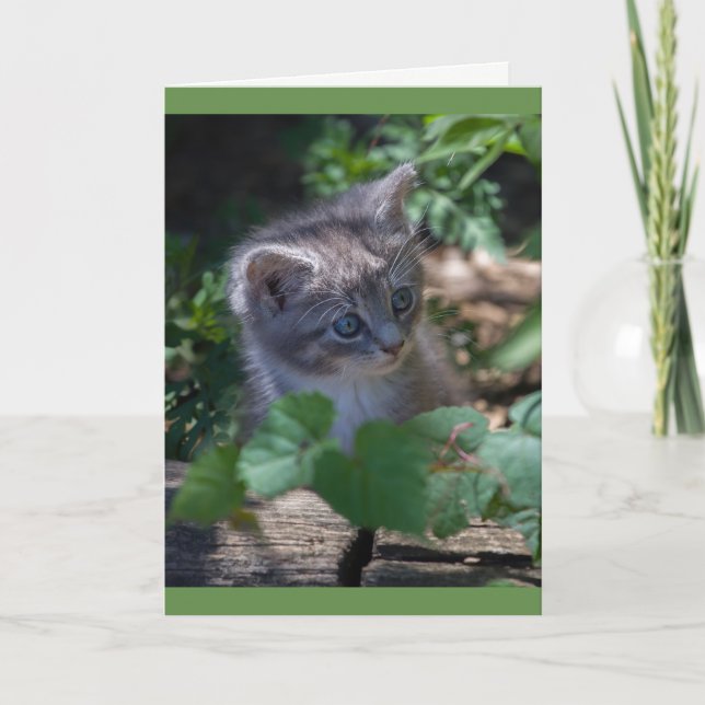 Reizende Kitten Birthday Card Karte (Vorderseite)