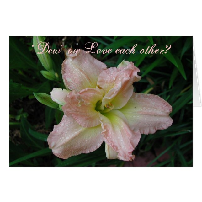 Reizende Lilie (Vorderseite (Horizontal))