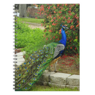 Reizender Pfau und Blumen-Notizbuch Notizblock