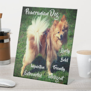 Reizender Pomeranian-Hund Merkmale Sockel Schild