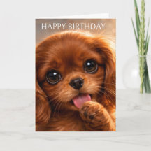 Reizender Ruby Cavalier Spaniel