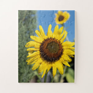 Reizender Sonnenblume