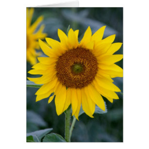 Reizender Tag/Sonnenblumen