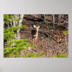 Reizendes Reh im Wald Naturfotografie Poster
