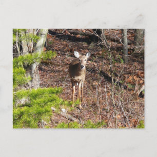 Reizendes Reh im Wald Naturfotografie Postkarte