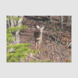 Reizendes Reh im Wald Naturfotografie Seidenpapier