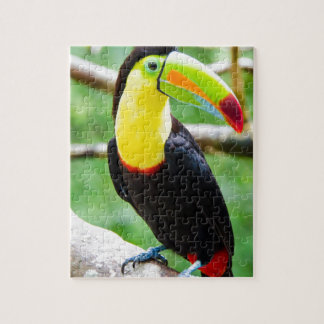 Reizendes Toucan