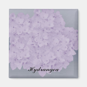 Reizvolle Lavendel-Hortensien-Magnet Magnet