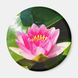 Reizvolle rosa Seerose mit grünen Blättern Magnet