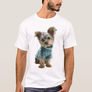 Reizvoller Yorkshire-Terrier-Welpe in blauem Pullo T-Shirt