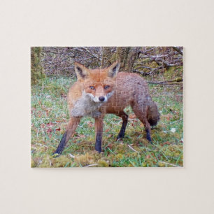 Reizvolles Rotfuchs-Wildnisportrait Schneeszene