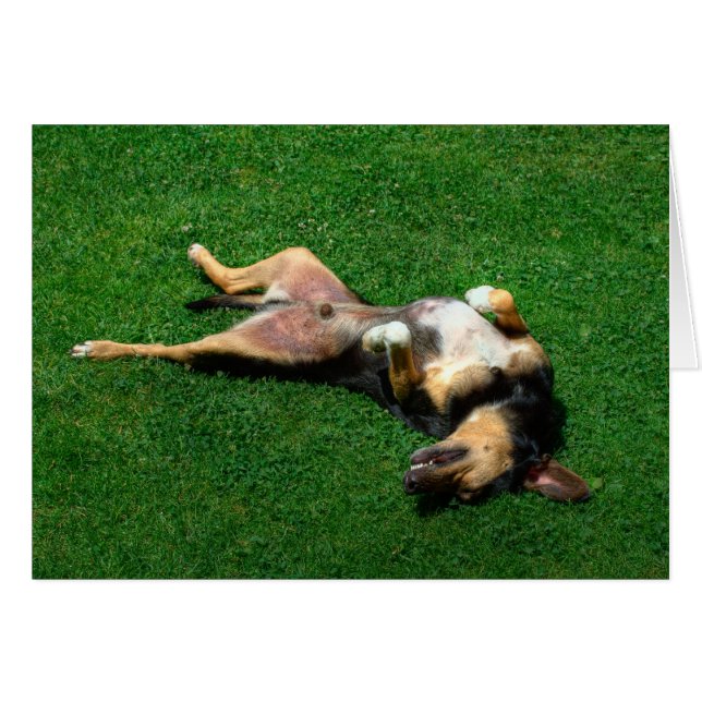 relax (Devant horizontal)