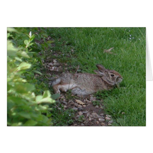 Relaxation du lapin (Devant horizontal)
