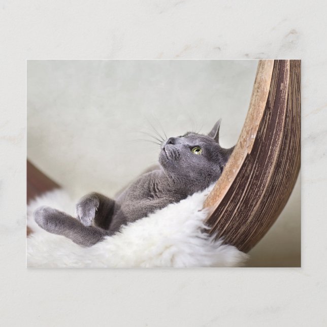 Relaxed Cat Postkarte (Vorderseite)