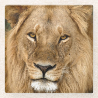 Relaxed Lion King, Great Mane Coaster Glasuntersetzer