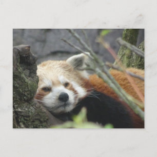 Relaxte Red Panda DIY Postkarte
