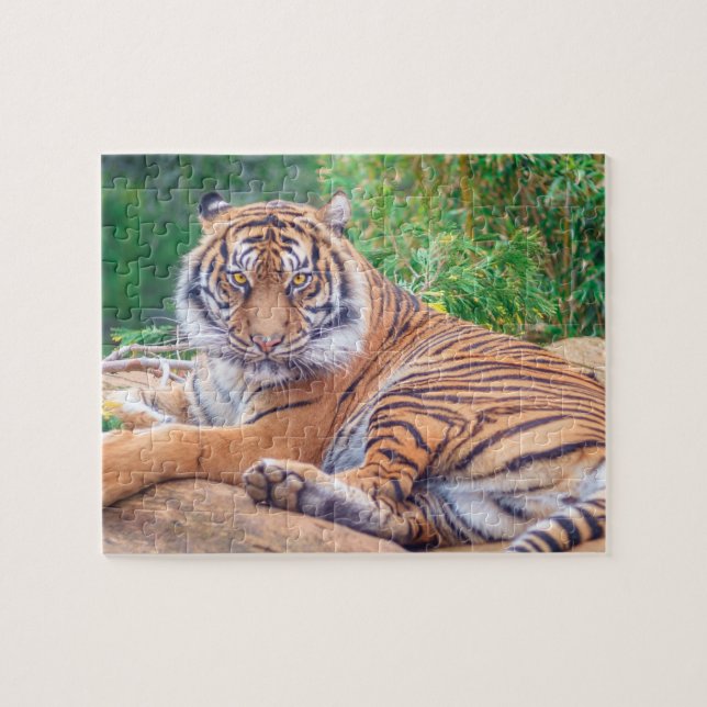 Relaxter Tiger (Horizontal)