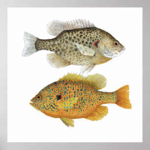 Relieb & Pumpkinseed Sunfish Art Poster