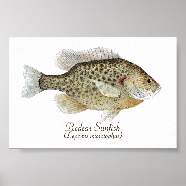 Relieber Sunfish Art Poster (Vorne)