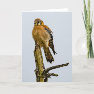 Remerciements Amérique Kestrel Pacifique Nord-Ouest Carte de rem