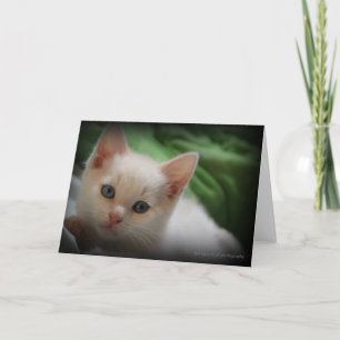 Remerciements Blanc mignon de carte de voeux de photo du chaton