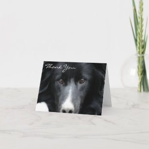 Remerciements Border collie noir font face au carte de