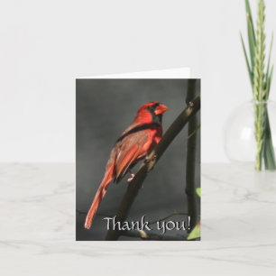 Remerciements Cardinal Rouge Carte de remerciement pour l'oiseau